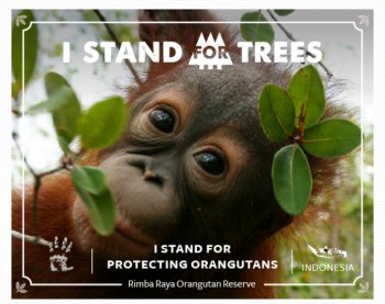 Stand For Trees 2